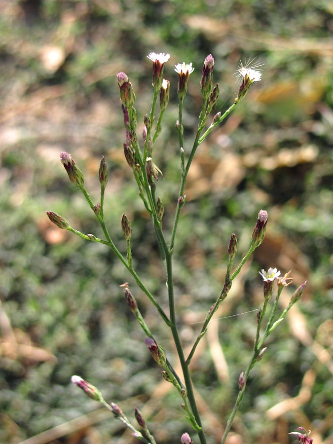 Image of Symphyotrichum subulatum var. squamatum specimen.