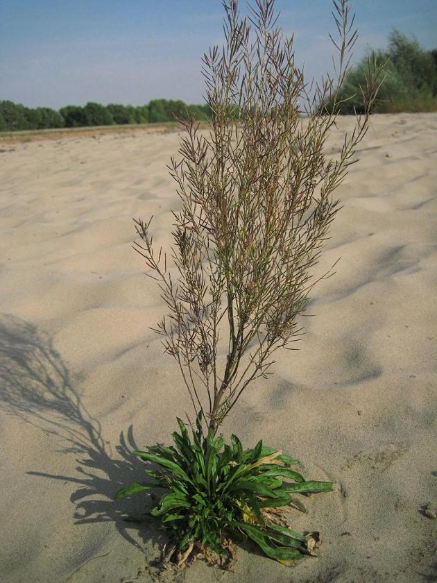 Image of Erysimum cheiranthoides specimen.