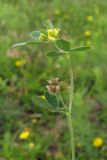 Medicago minima