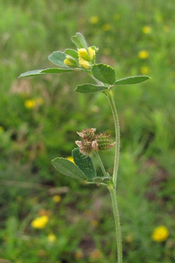 Изображение особи Medicago minima.