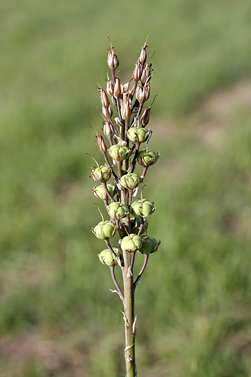 Изображение особи Eremurus comosus.