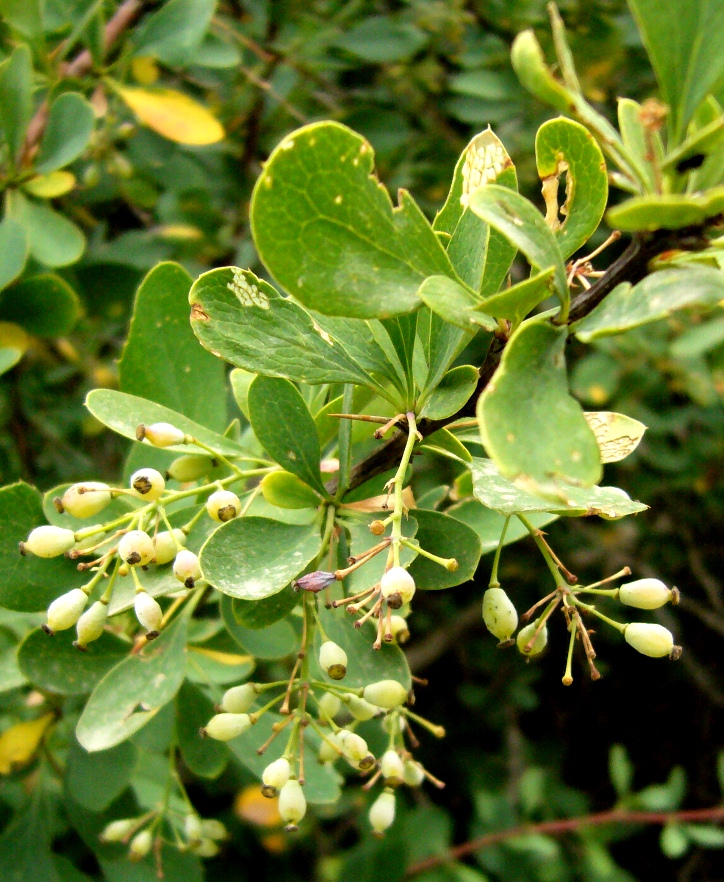 Изображение особи Berberis turcomanica.