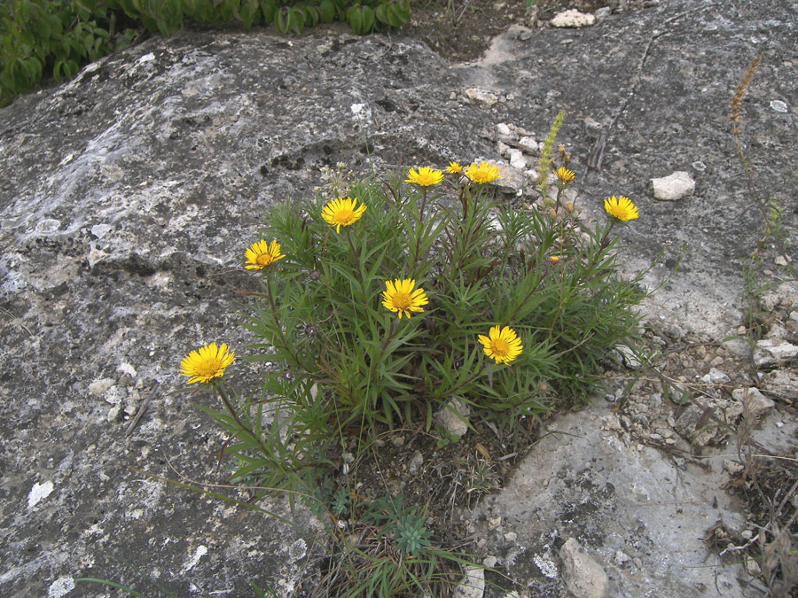 Изображение особи Inula ensifolia.