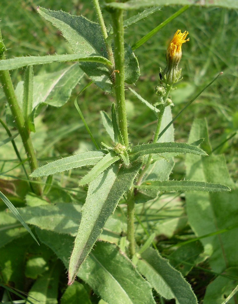 Image of Picris hieracioides specimen.