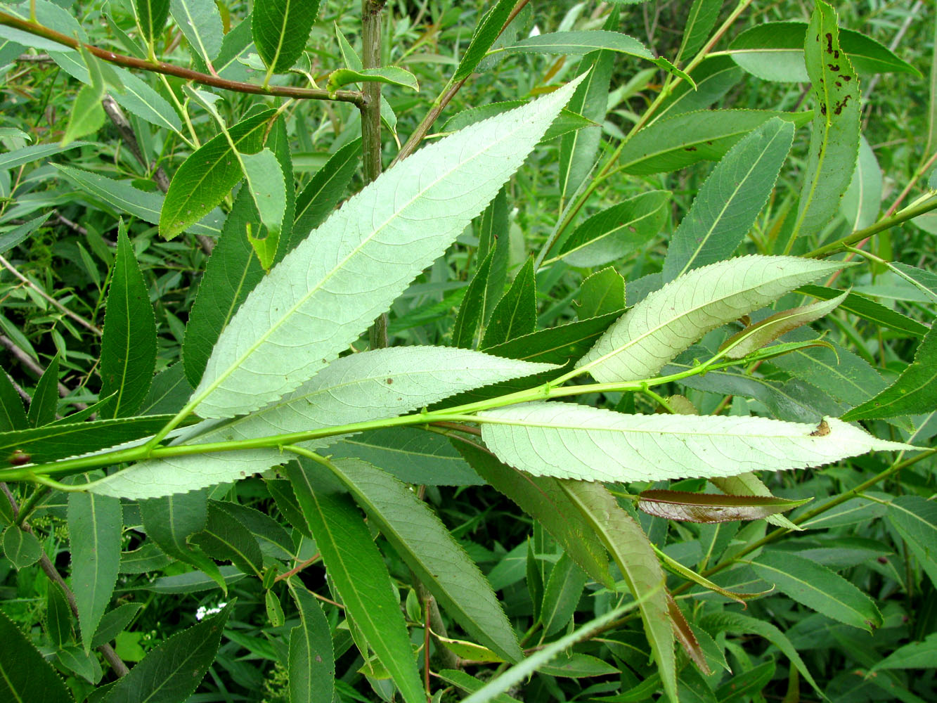 Image of Salix × meyeriana specimen.