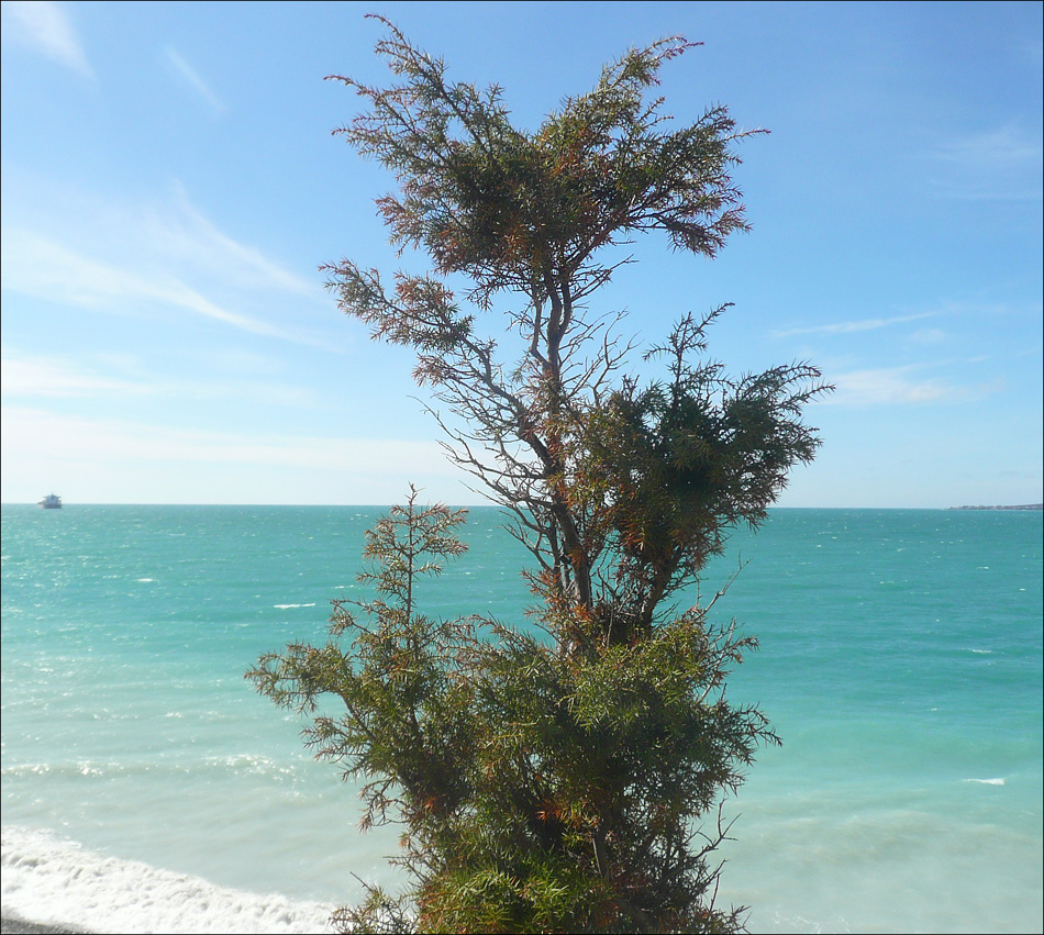 Image of Juniperus deltoides specimen.
