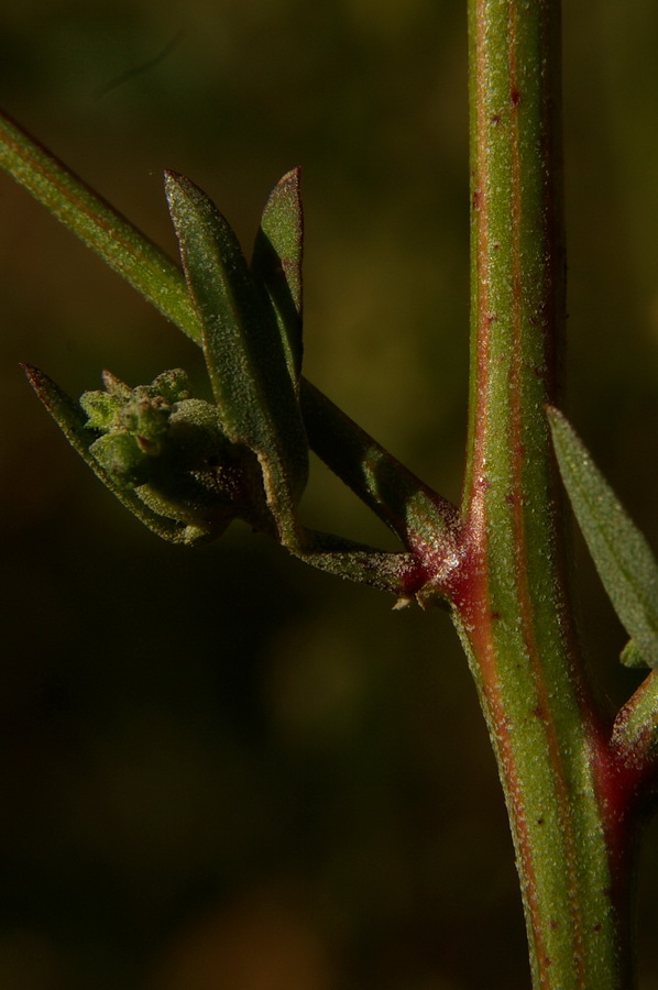 Изображение особи Atriplex patula.