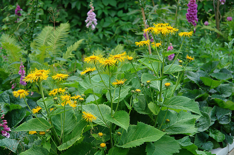 Изображение особи Telekia speciosa.