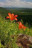 Lilium pensylvanicum. Цветущие растения на старом пожарище. Сахалин, Тымовский р-н, река Пиленга. 03.07.2011.