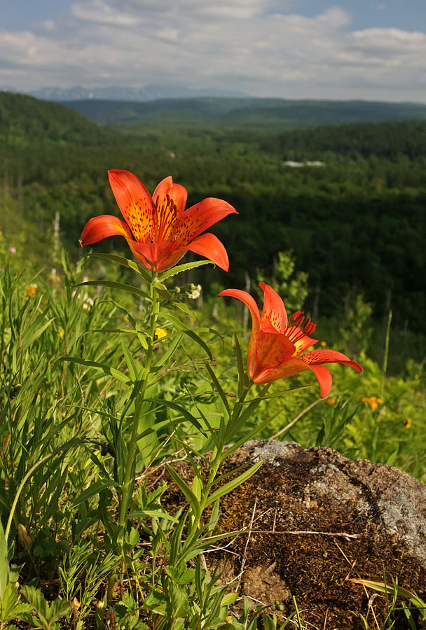 Image of Lilium pensylvanicum specimen.