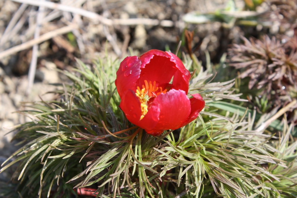 Изображение особи Paeonia tenuifolia.