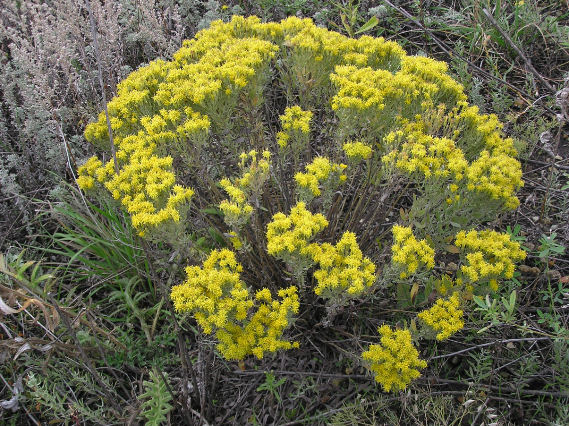 Image of Galatella villosa specimen.