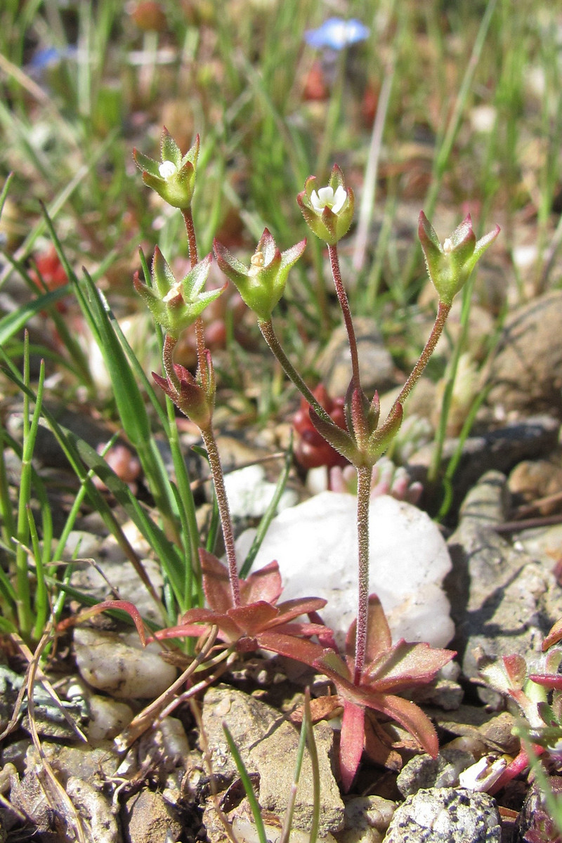 Image of Androsace elongata specimen.