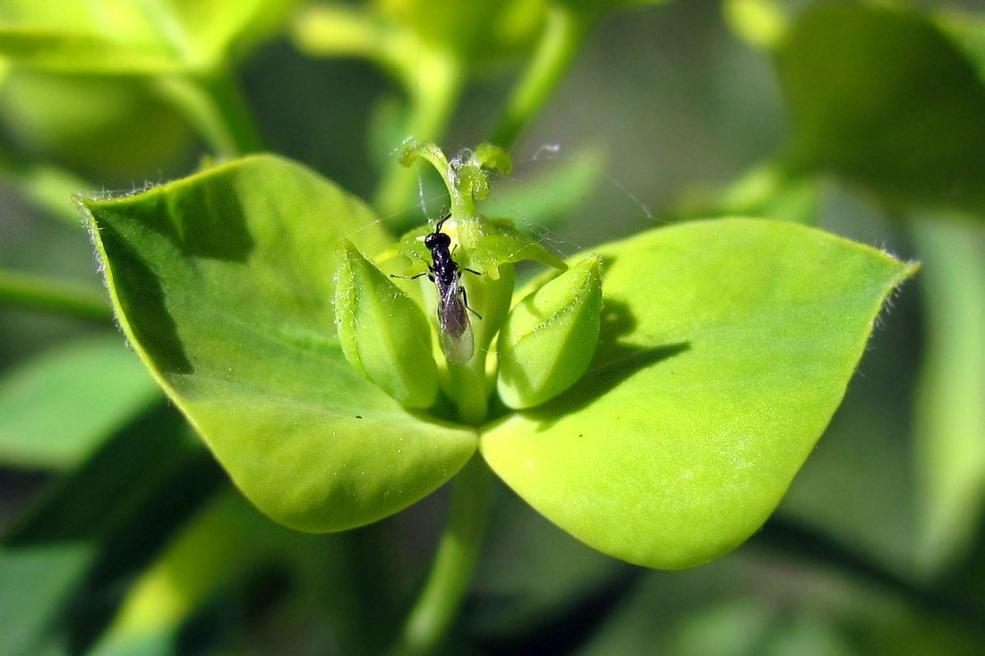 Изображение особи Euphorbia virgata.