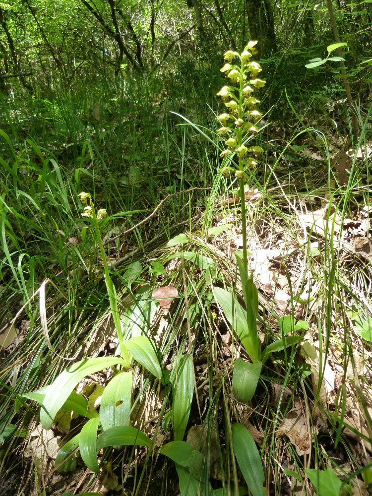 Image of Orchis punctulata specimen.