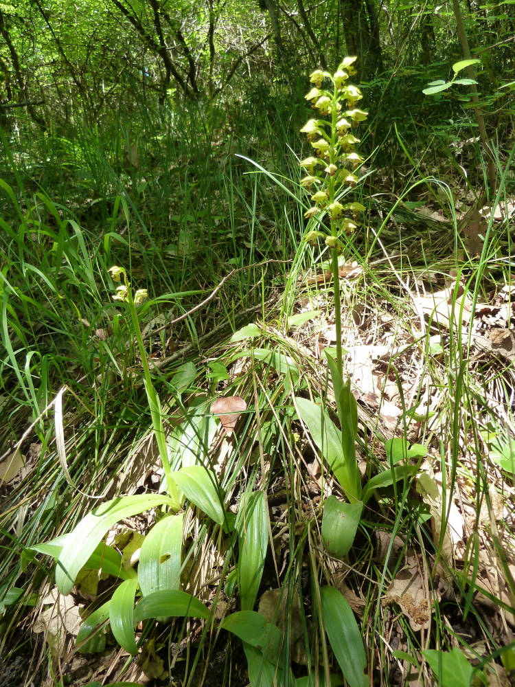 Изображение особи Orchis punctulata.