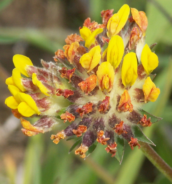 Image of Anthyllis vulneraria specimen.