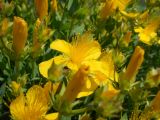Hypericum olympicum. Верхушки побегов с цветками и бутонами. Южный берег Крыма, Никитский ботанический сад. 22 мая 2012 г.