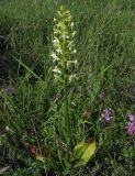 Platanthera &times; hybrida