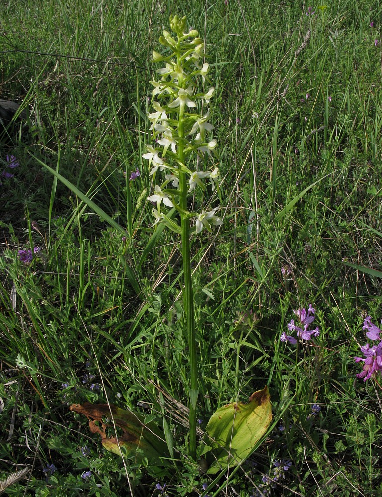 Изображение особи Platanthera &times; hybrida.