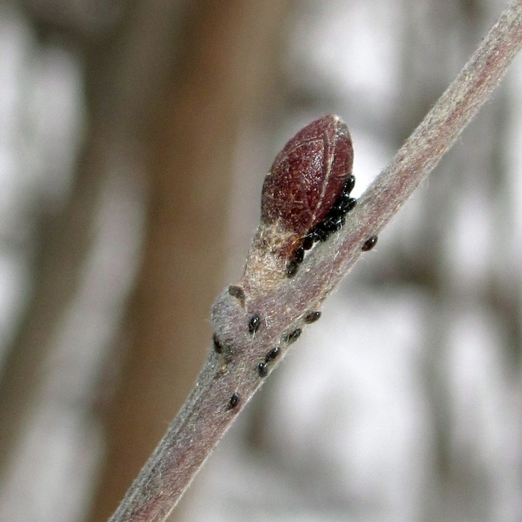 Image of Alnus incana specimen.