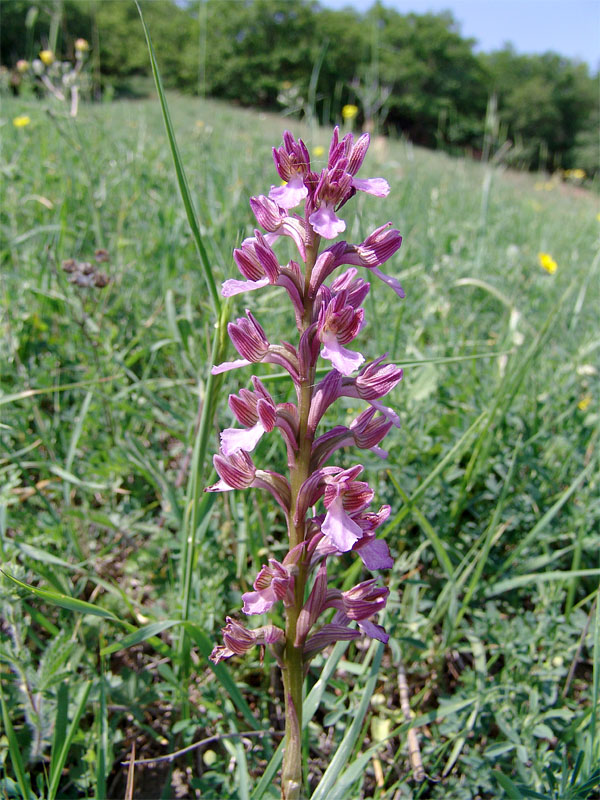 Изображение особи Anacamptis papilionacea ssp. schirwanica.