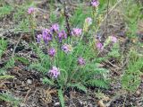 Oxytropis strobilacea