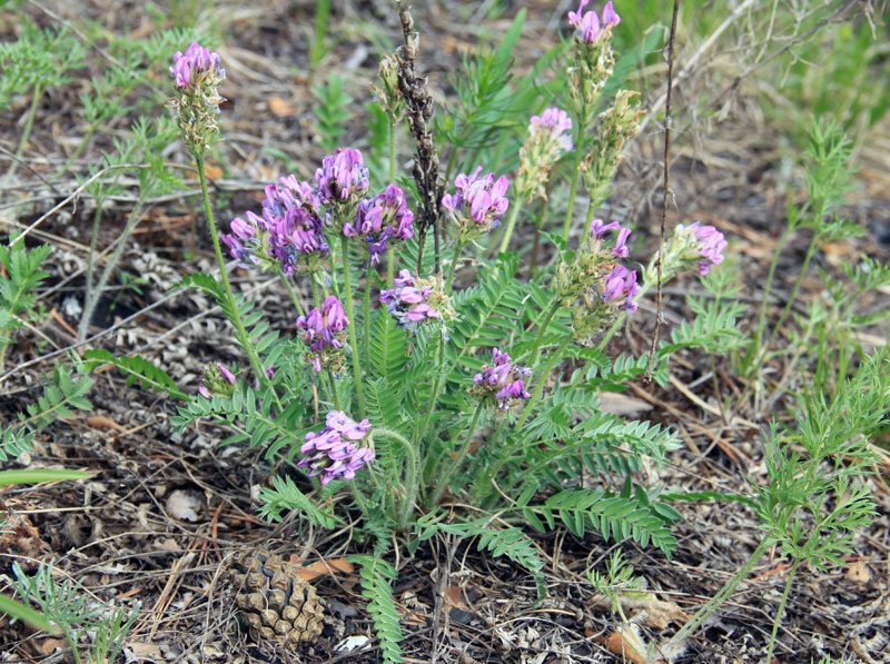 Изображение особи Oxytropis strobilacea.