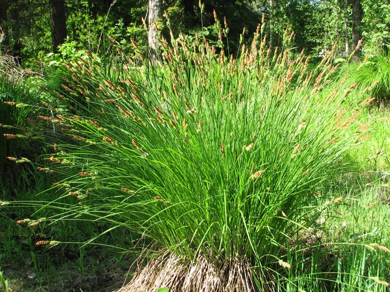 Изображение особи Carex cespitosa.