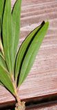 Callistemon phoeniceus