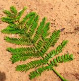 Delonix regia