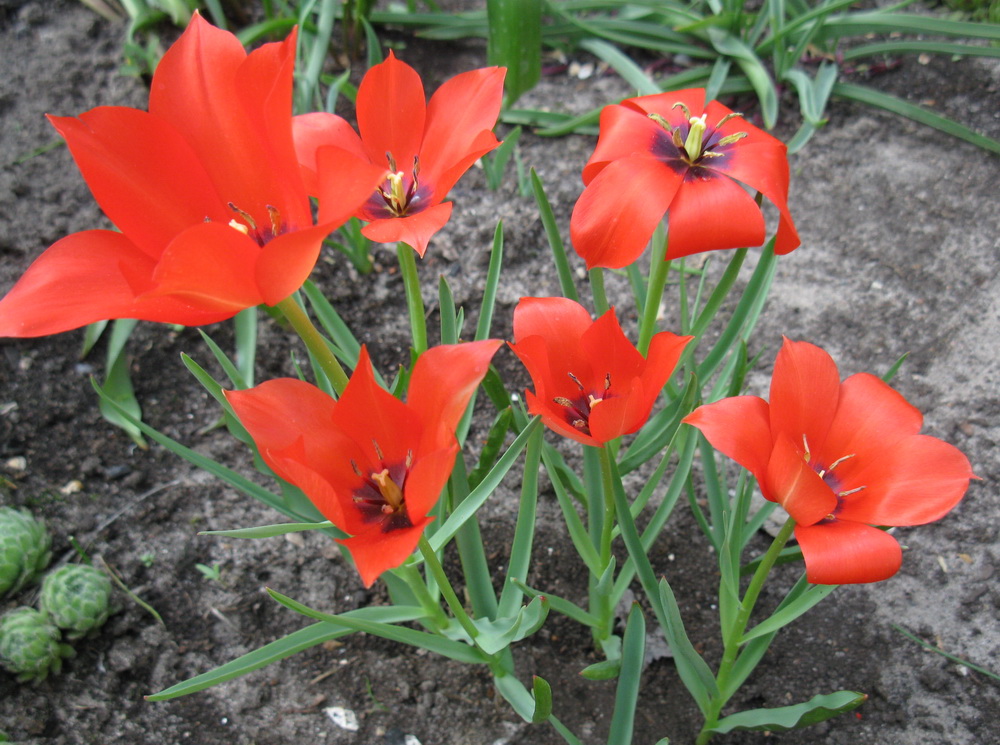 Изображение особи Tulipa linifolia.