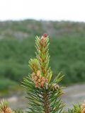 Pinus friesiana. Верхушка молодого растения с микростробилами и женскими шишками. Мурманская обл., Североморский р-н, берег Кольского залива. Июль 2008 г.