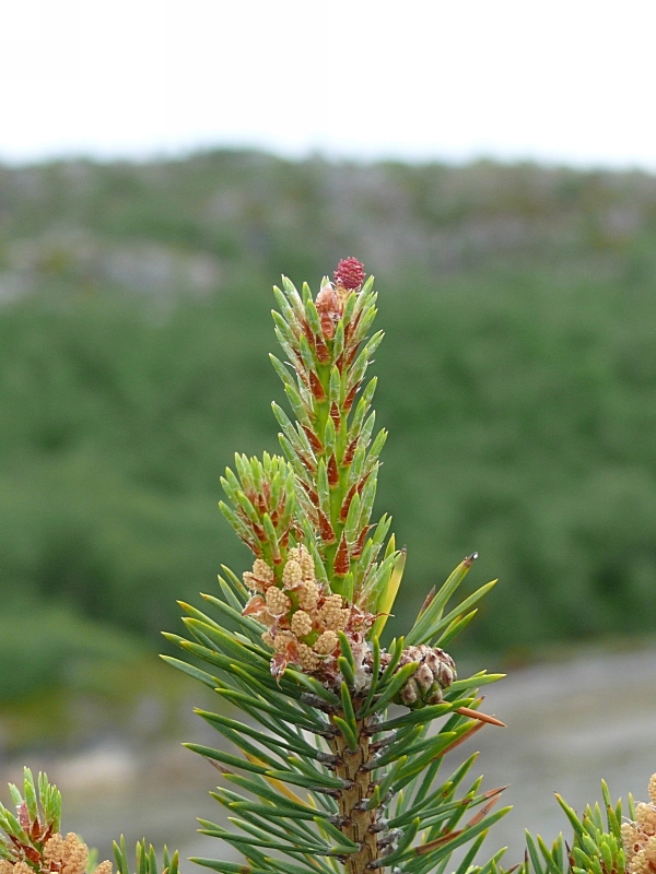 Изображение особи Pinus friesiana.