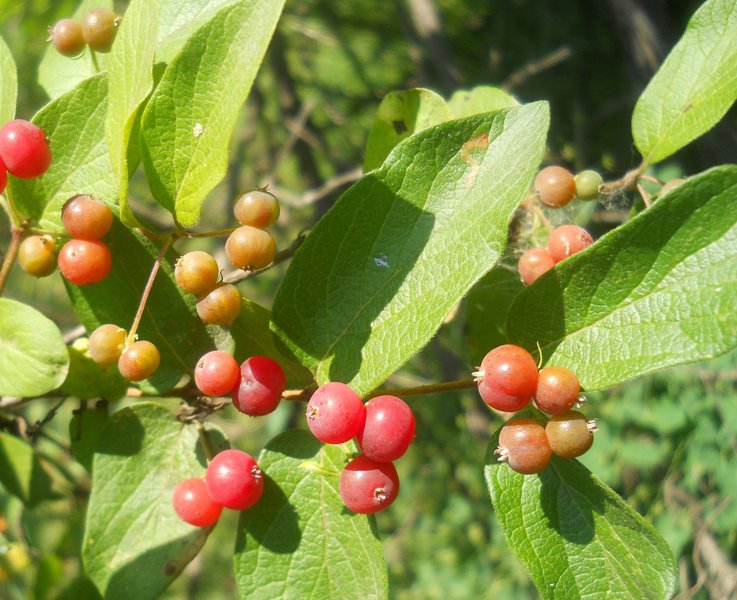Изображение особи Lonicera xylosteum.