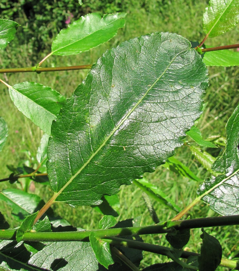 Изображение особи Salix × tetrapla.