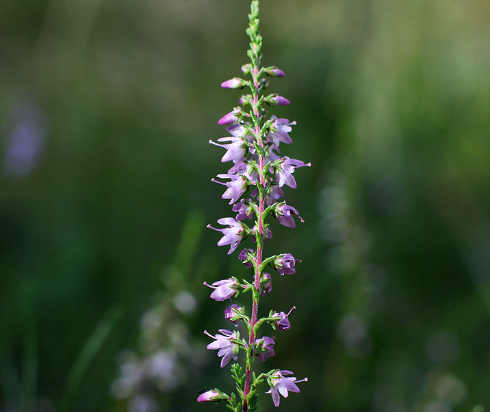 Image of Calluna vulgaris specimen.