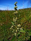 Chenopodium album