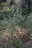 Limonium otolepis