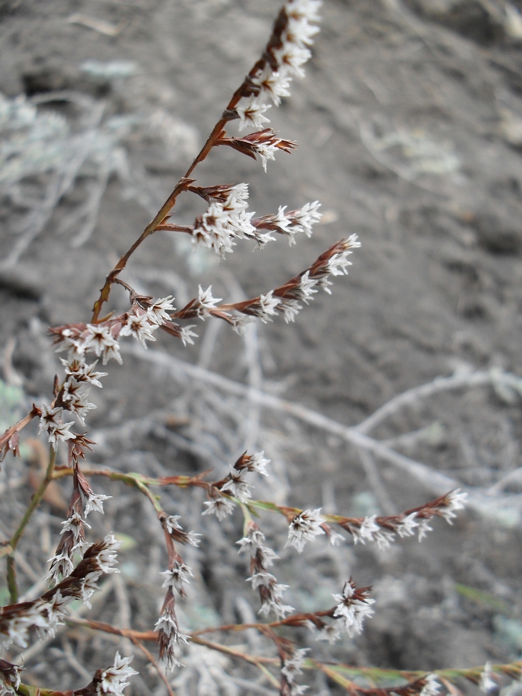 Image of Goniolimon tataricum specimen.