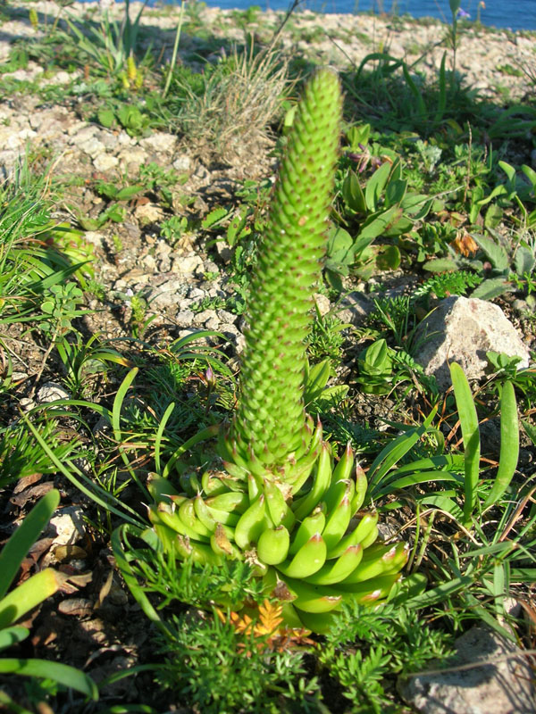 Изображение особи Orostachys spinosa.