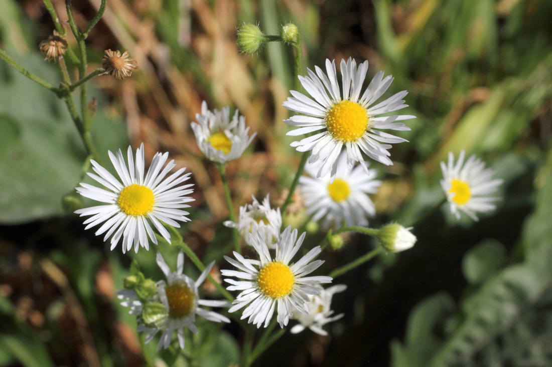 Изображение особи Erigeron annuus.