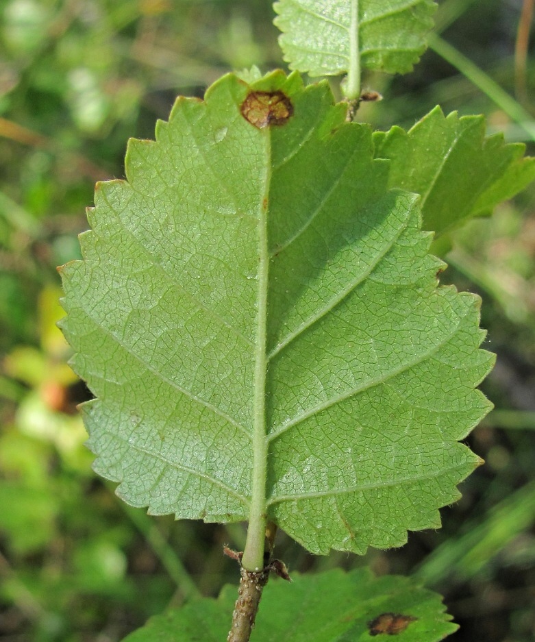 Изображение особи Betula humilis.