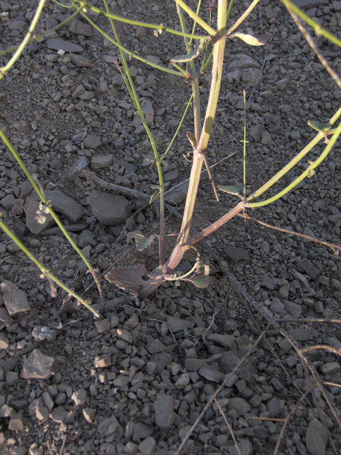 Image of Nepeta teucriifolia specimen.