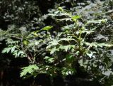 Crataegus stevenii