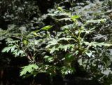 Crataegus stevenii. Верхушка ветви с незрелыми плодами. Южный Берег Крыма, Никитский ботанический сад. 21 июля 2012 г.