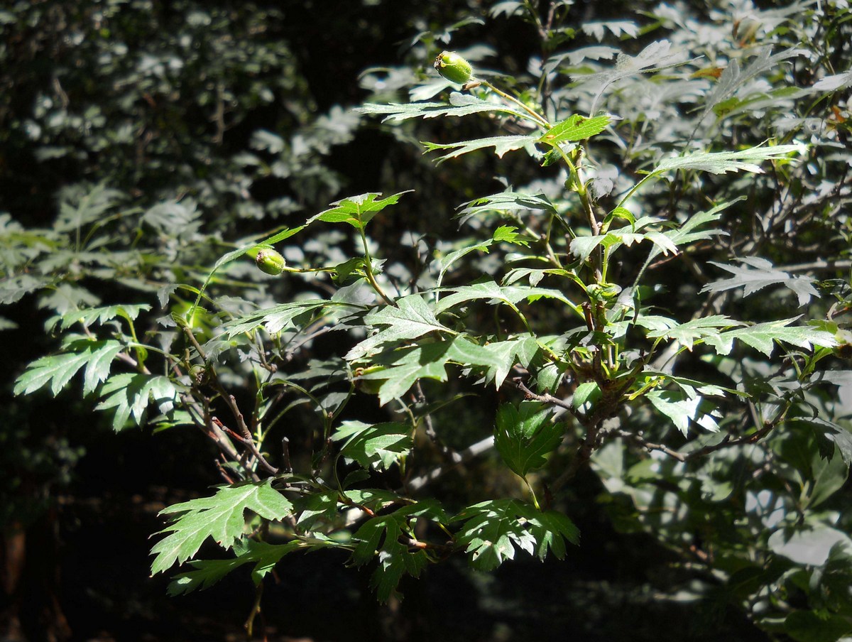 Изображение особи Crataegus stevenii.