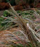 Miscanthus sinensis