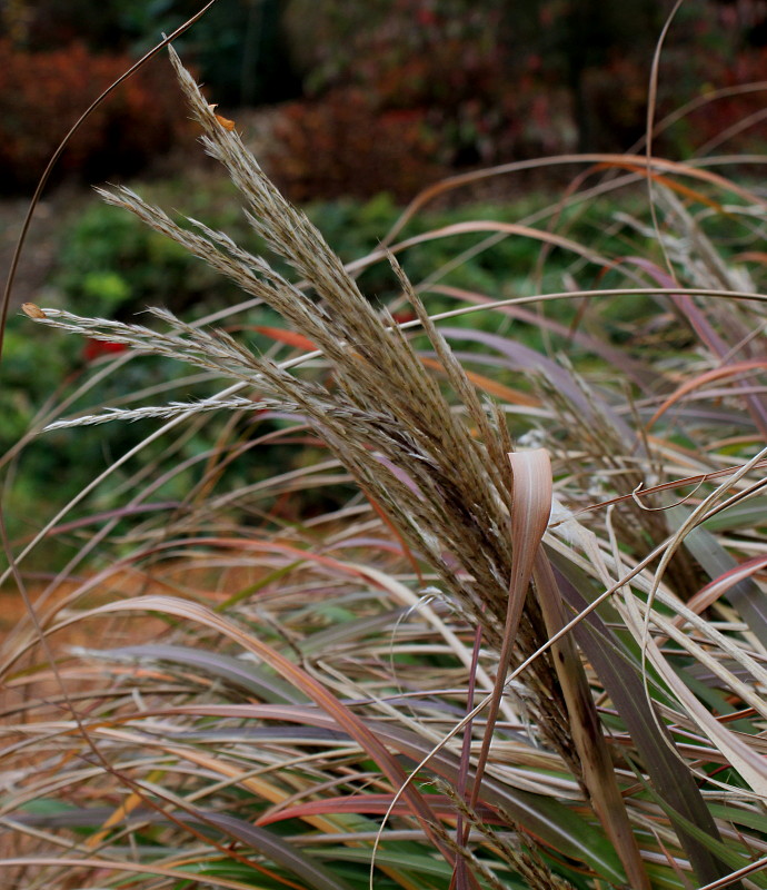 Изображение особи Miscanthus sinensis.