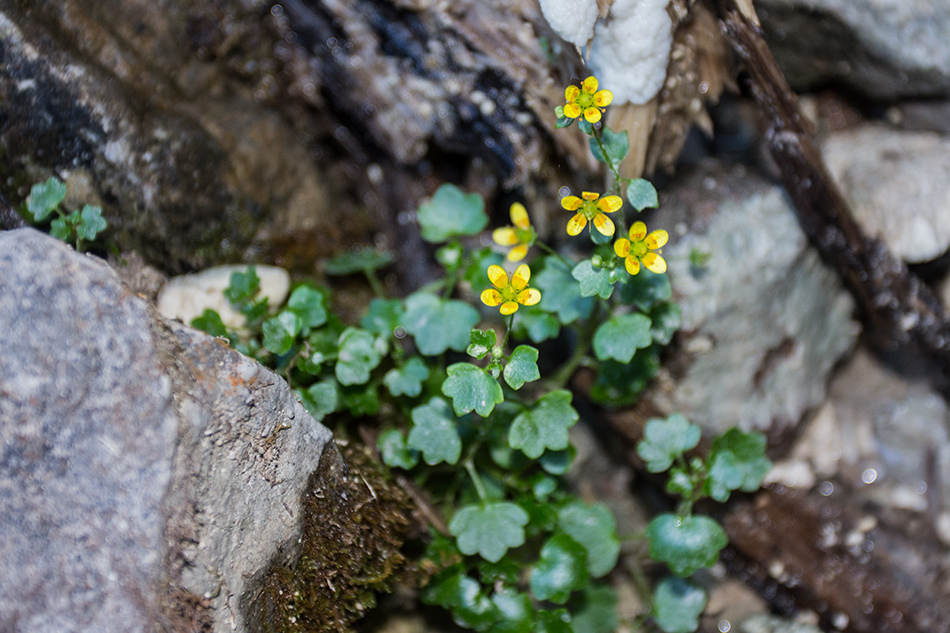Image of Saxifraga cymbalaria specimen.
